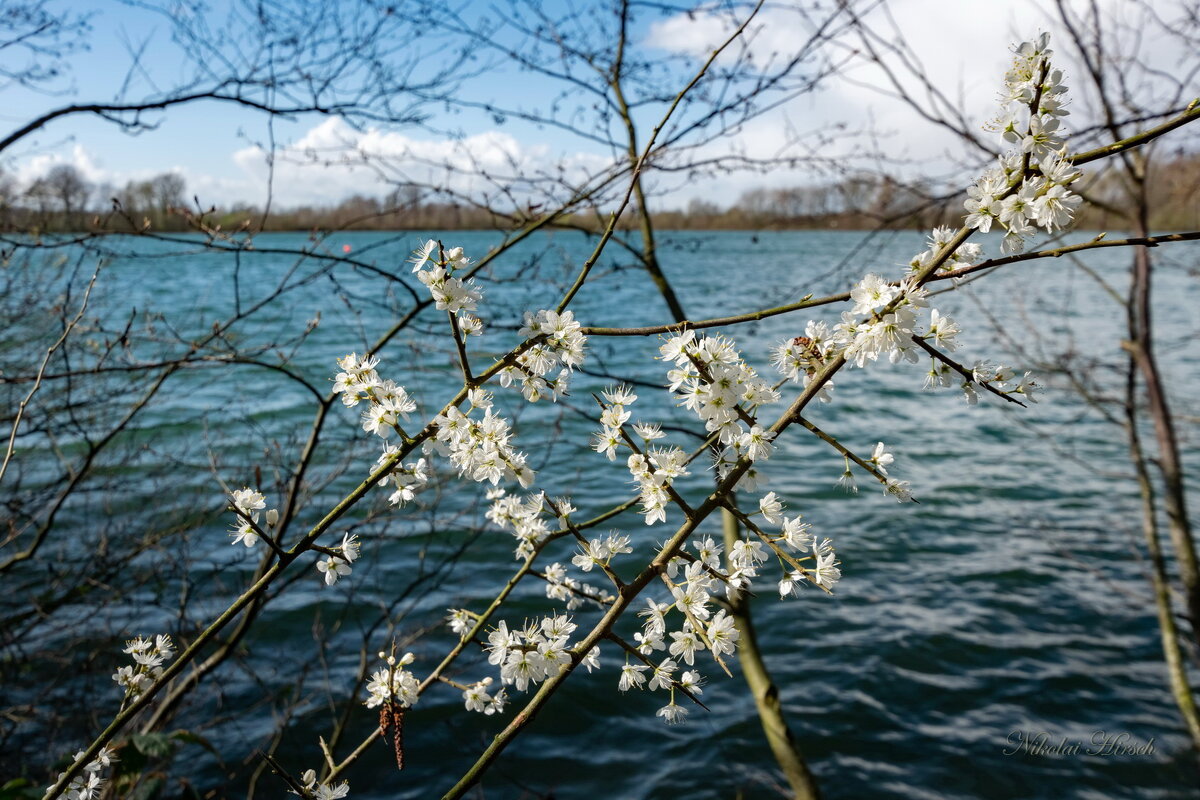 Радуясь жизни... - Николай Гирш