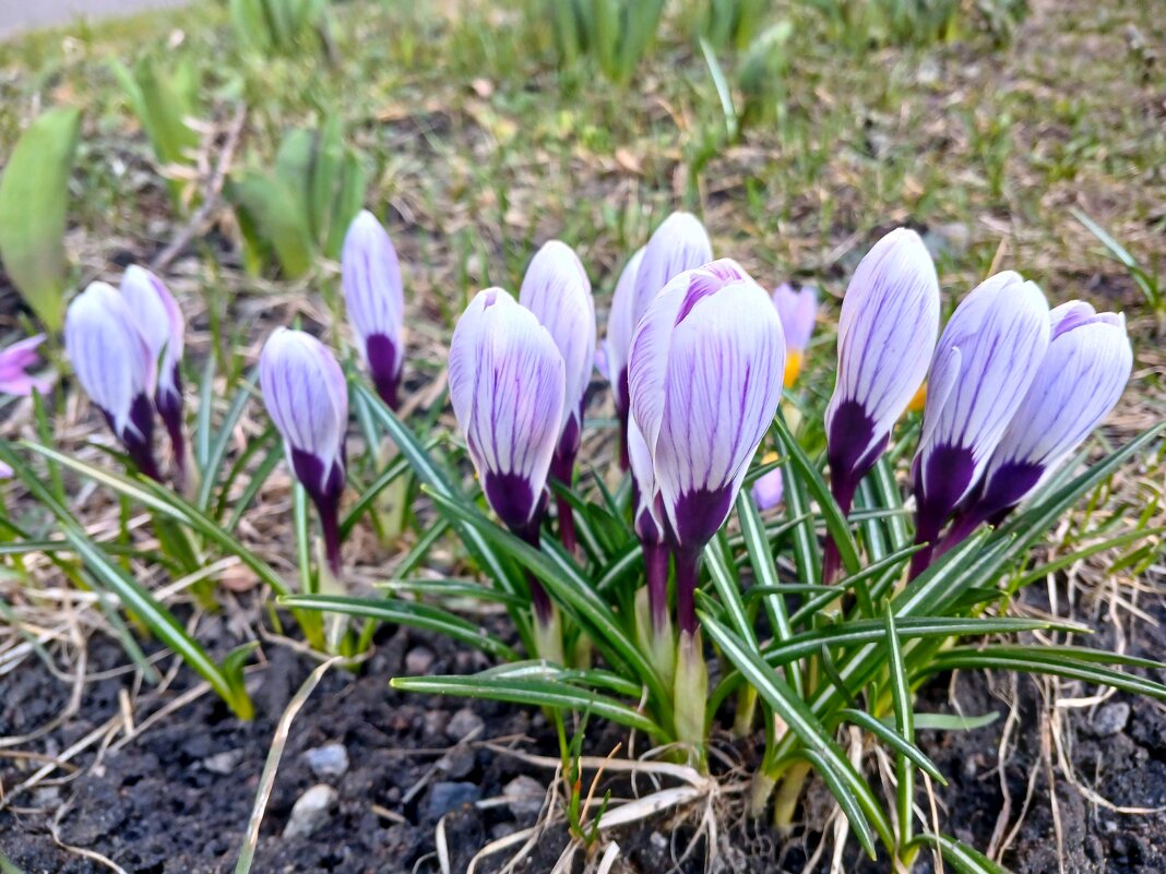 Радовали ещё 1 апреля. - Лия ☼ Радовали ещё 1 апреля. - Лия ☼