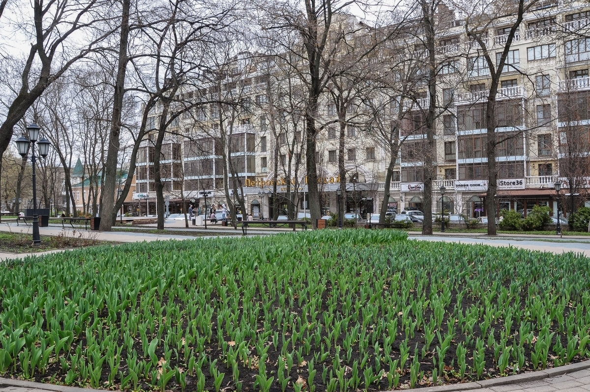 Вот- вот тюльпаны расцветут - Татьяна Машошина Вот- вот тюльпаны расцветут - Татьяна Машошина