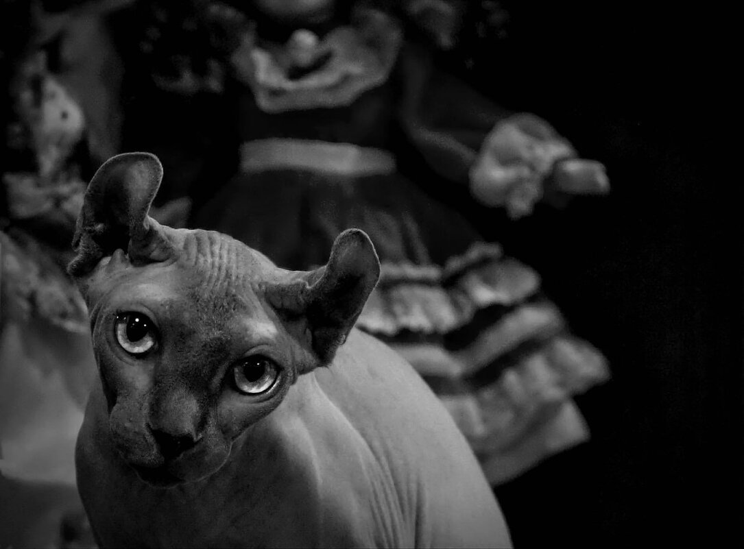 ----Direct gaze--- - AL Reborn 