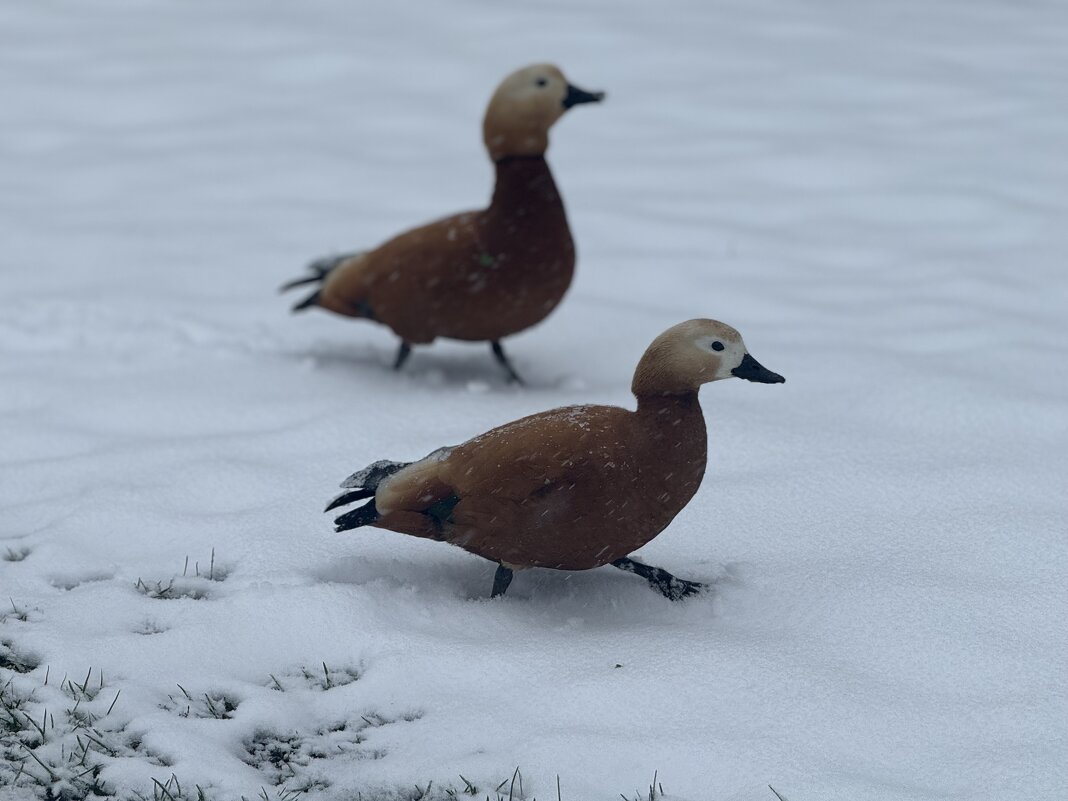 Убегающие от зимы - Анна Камс Убегающие от зимы - Анна Камс