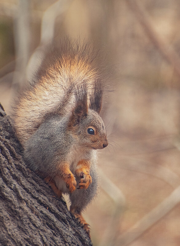 *** - Svetlana Galvez