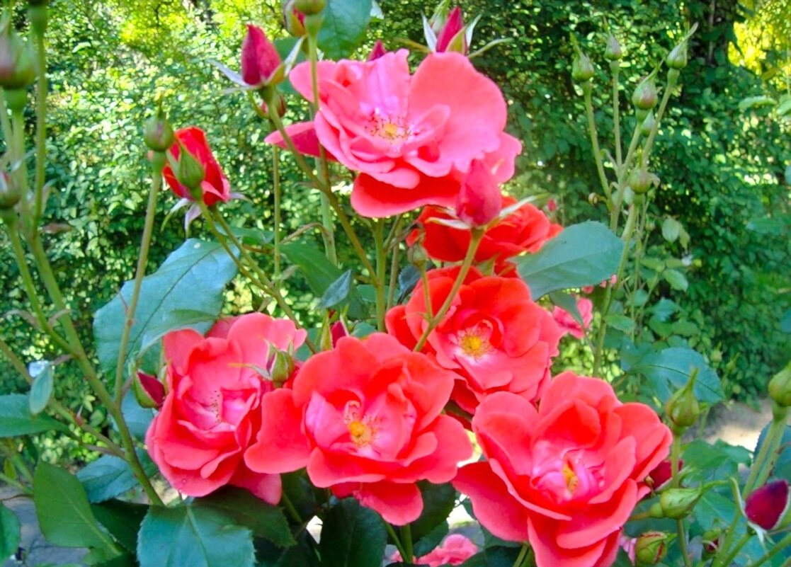 цветы - марта Камушкина