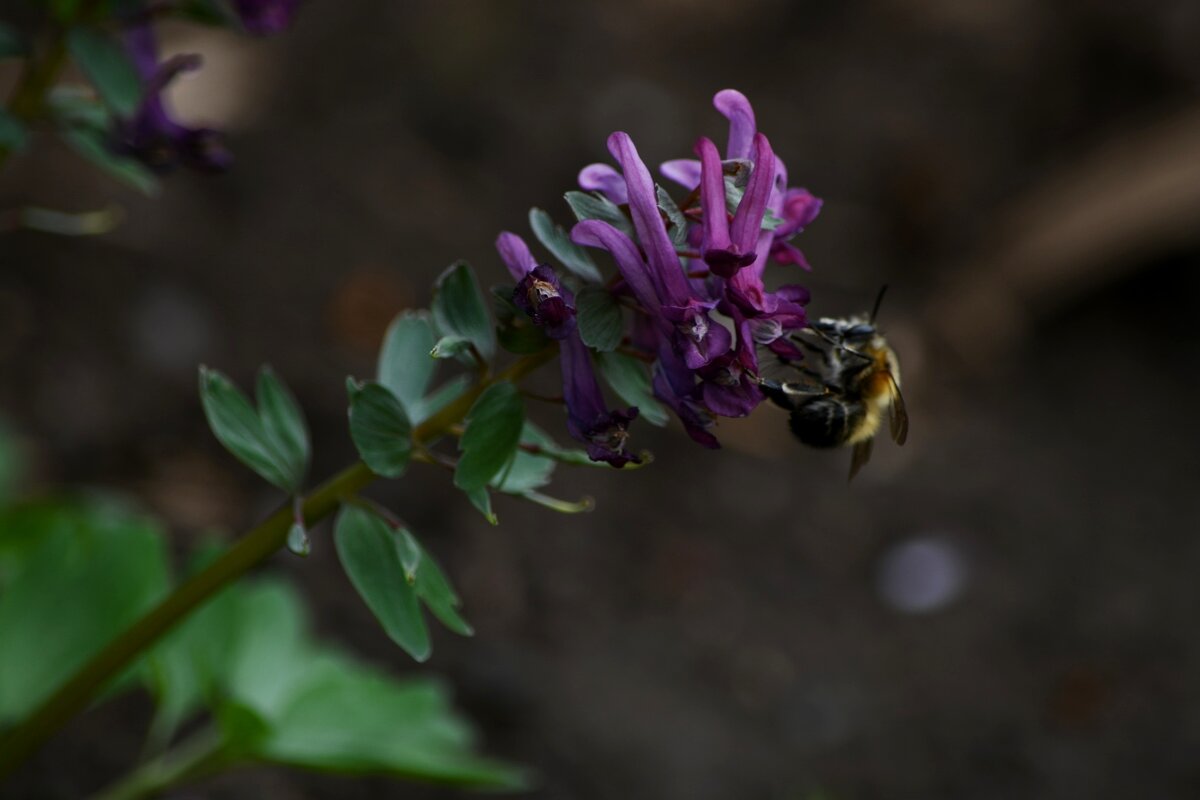 Цветочек и Жужа они, если честно, не пара, не пара, не пара)) - Татьяна Евдокимова