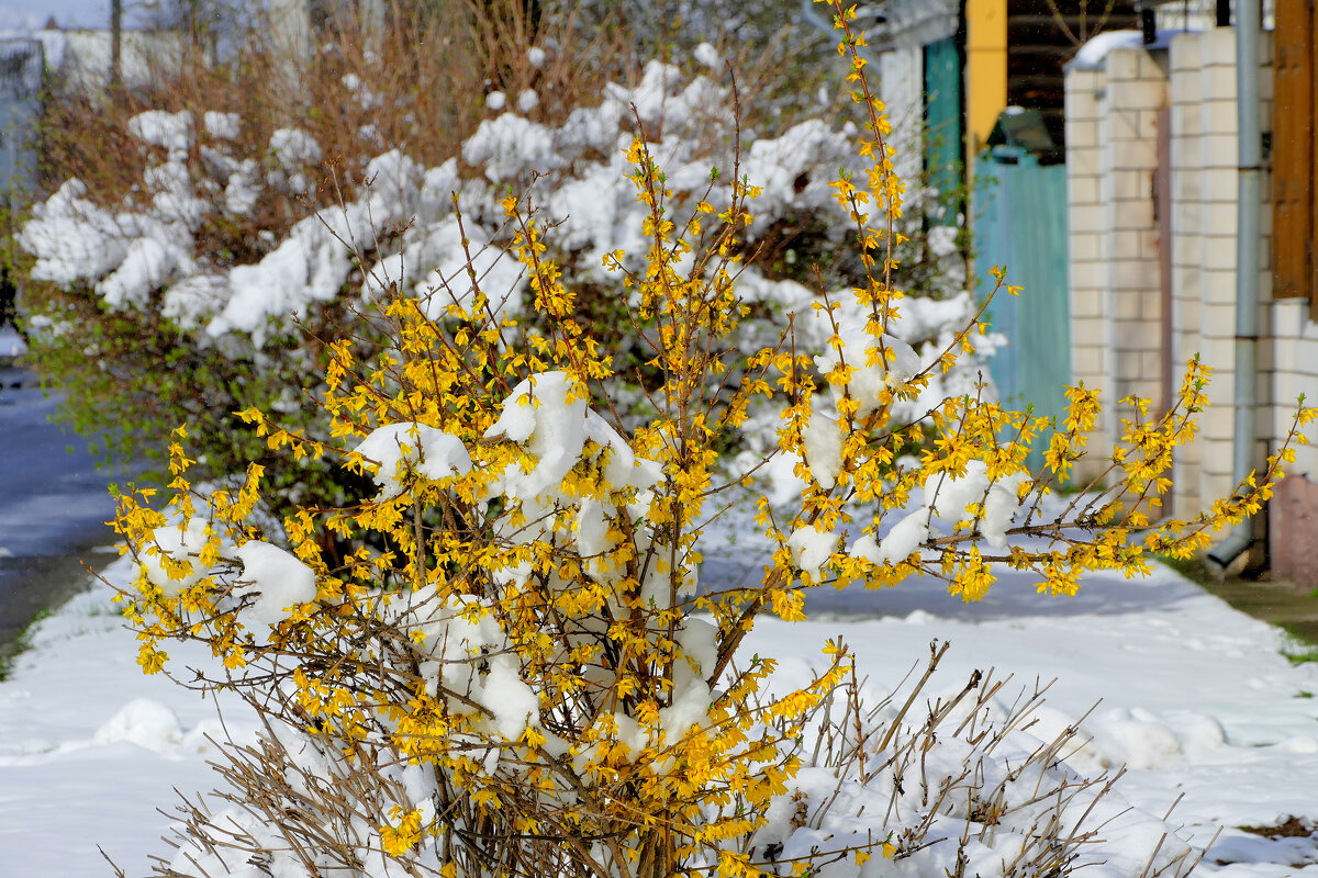 начало апреля 7 - Александр Прокудин начало апреля 7 - Александр Прокудин