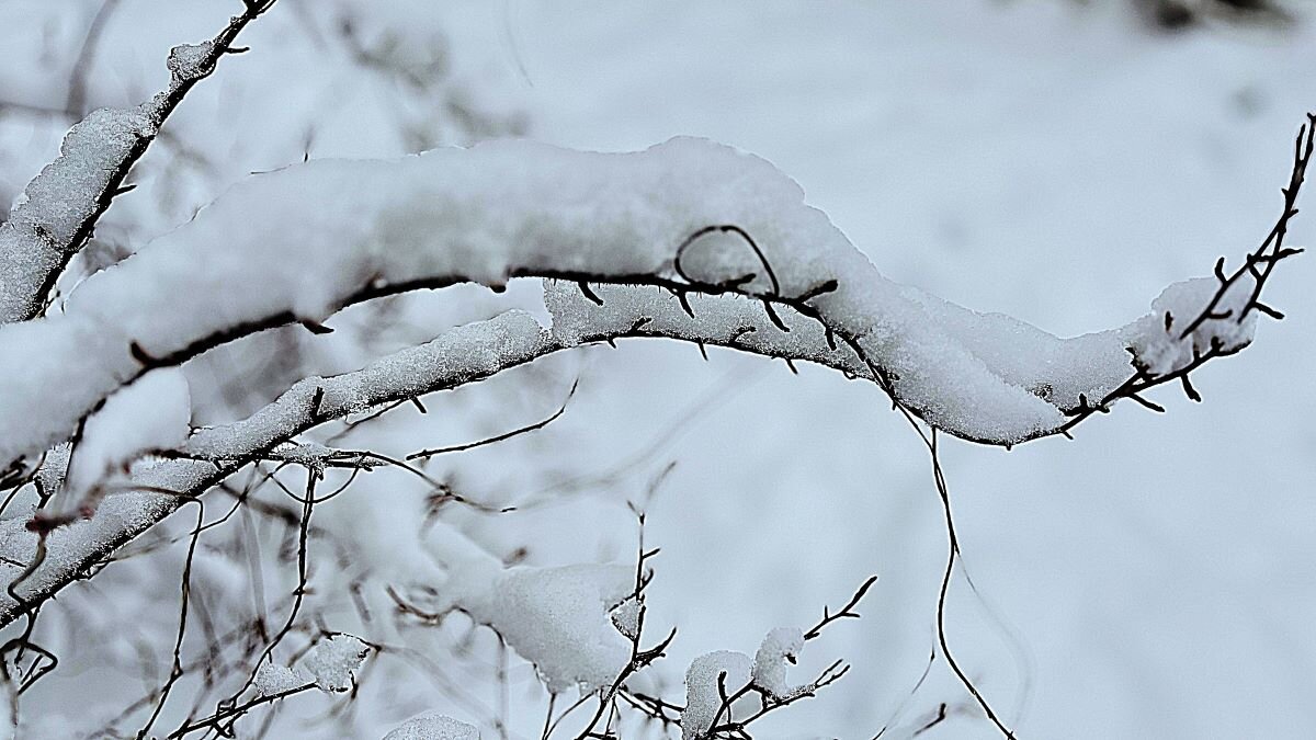 ***под снегом*** - Olga Oskolkova