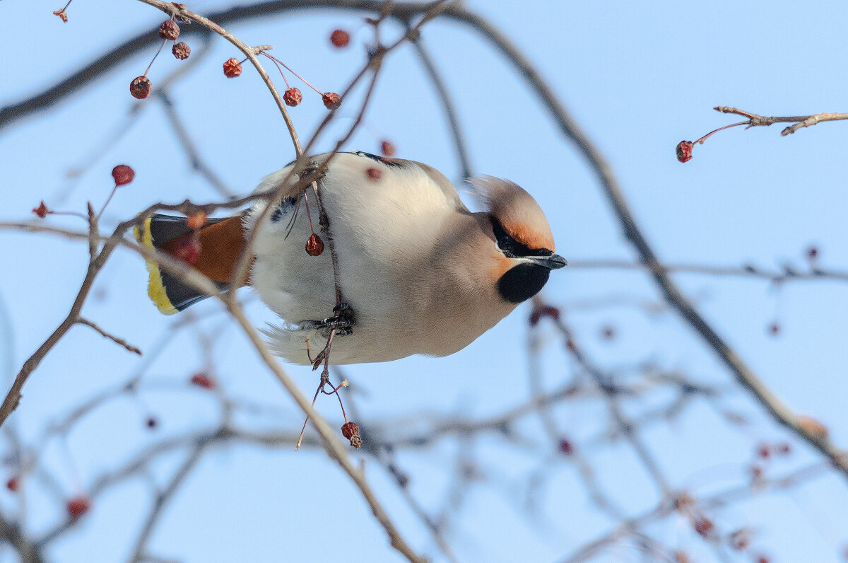 Свиристель. - Виктор Иванович Чернюк Свиристель. - Виктор Иванович Чернюк