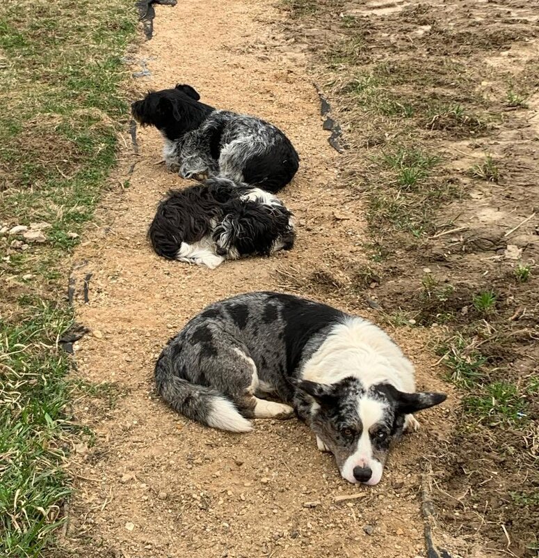 Чак с друзьями. - Ольга Довженко Чак с друзьями. - Ольга Довженко