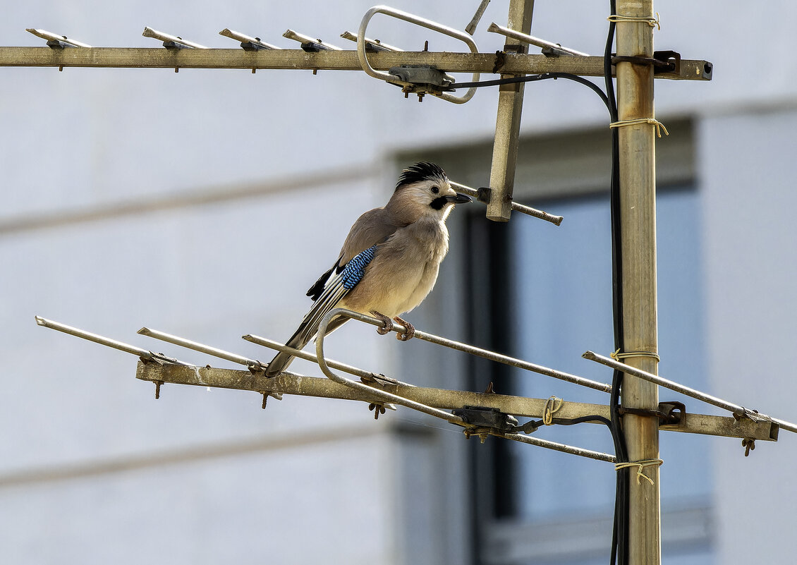 Сойка. - Alexander Amromin Сойка. - Alexander Amromin