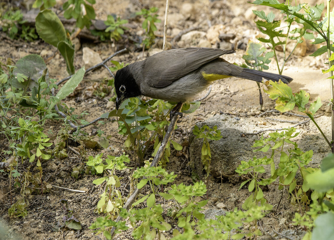 Бюльбюль желто-поясничный. - Alexander Amromin Бюльбюль желто-поясничный. - Alexander Amromin
