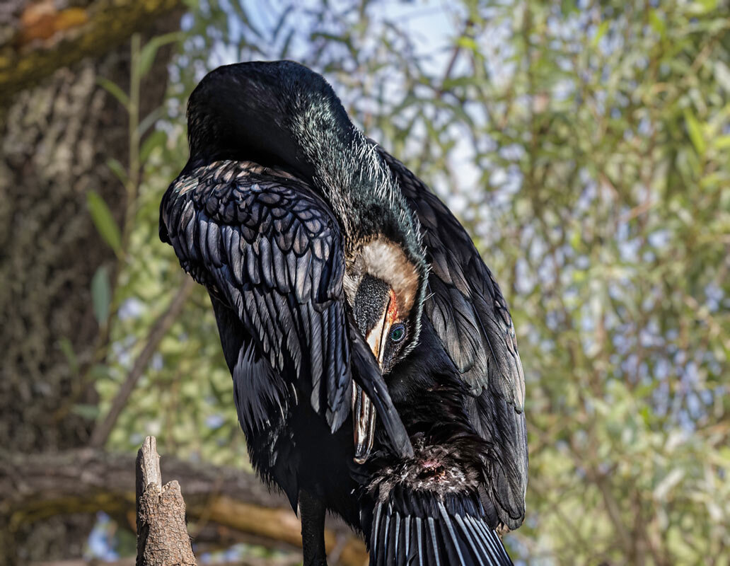 Баклан - SanSan 