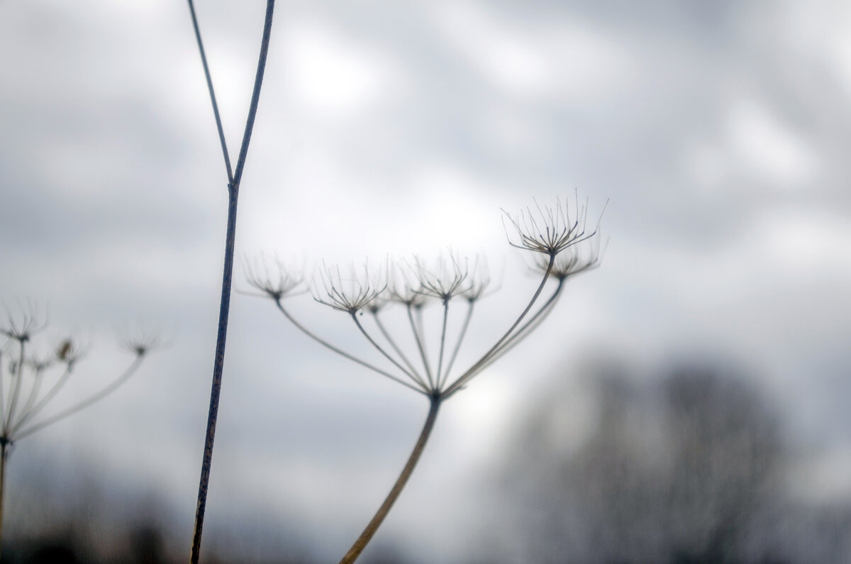 веточка - Lyubov Busova