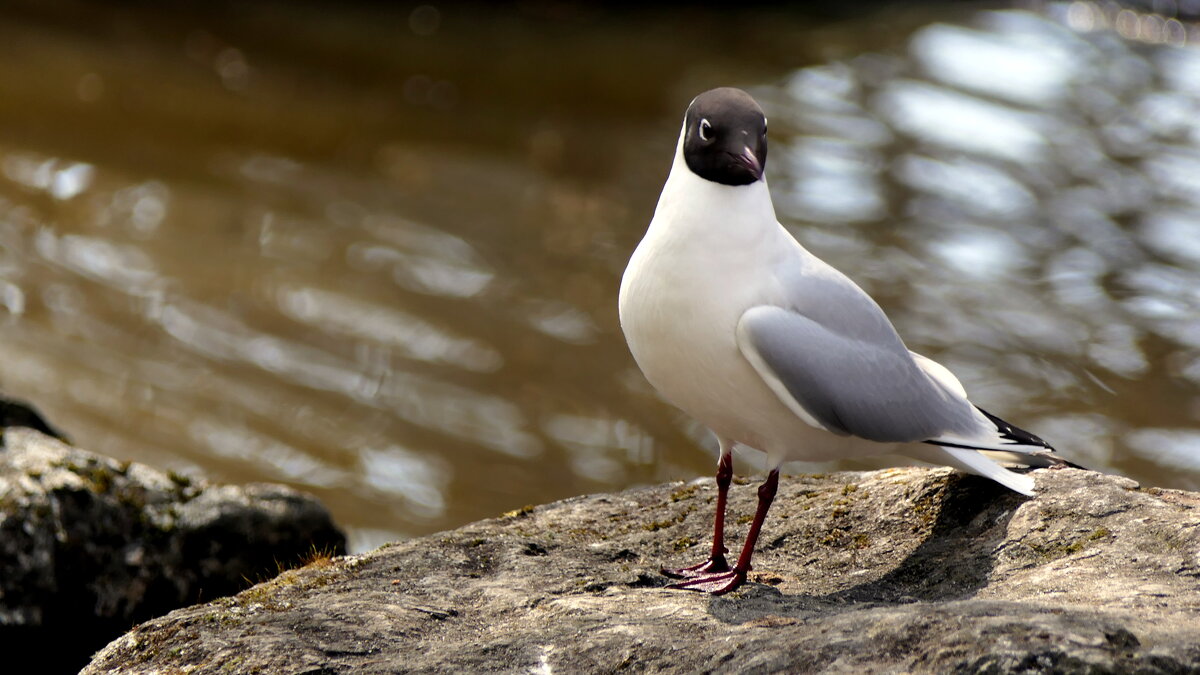 Пробуждение "ВЕСНЫ" Прекрасная природа.Мир Природы "Natural World" - "The Natural World" Александер Пробуждение "ВЕСНЫ" Прекрасная природа.Мир Природы "Natural World" - "The Natural World" Александер