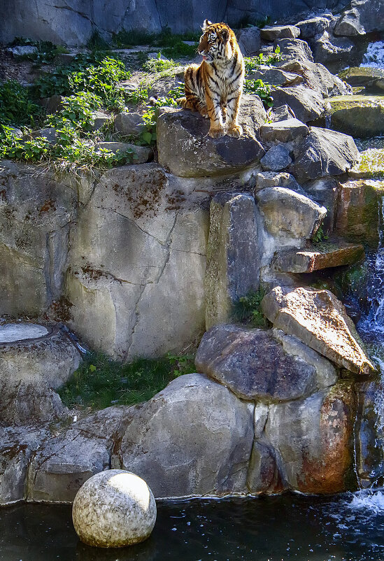 Кто подаст котику мячик - Андроник Александр Кто подаст котику мячик - Андроник Александр