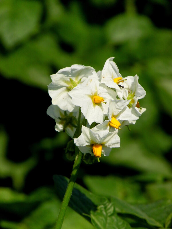 Картофельный цветок. - nadyasilyuk Вознюк Картофельный цветок. - nadyasilyuk Вознюк