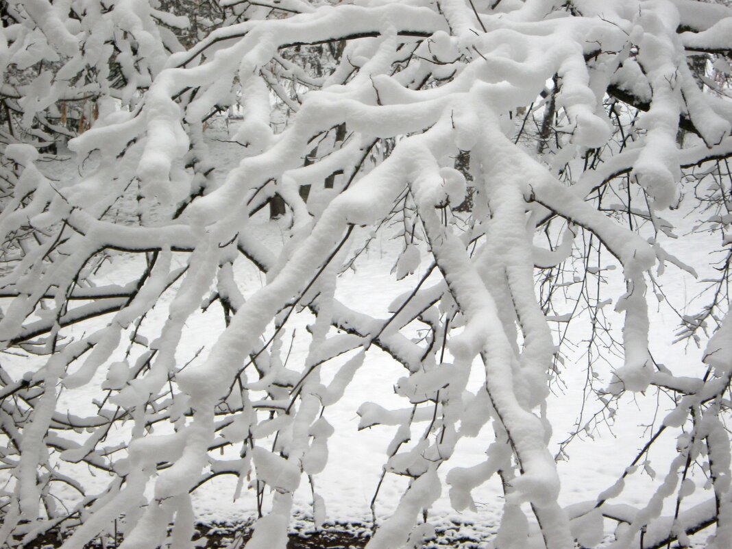 Снегопад в апреле - Елена Семигина Снегопад в апреле - Елена Семигина