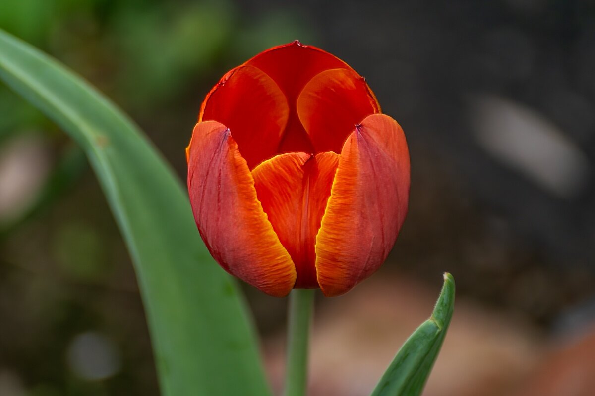 Тюльпан - Игорь Сикорский Тюльпан - Игорь Сикорский