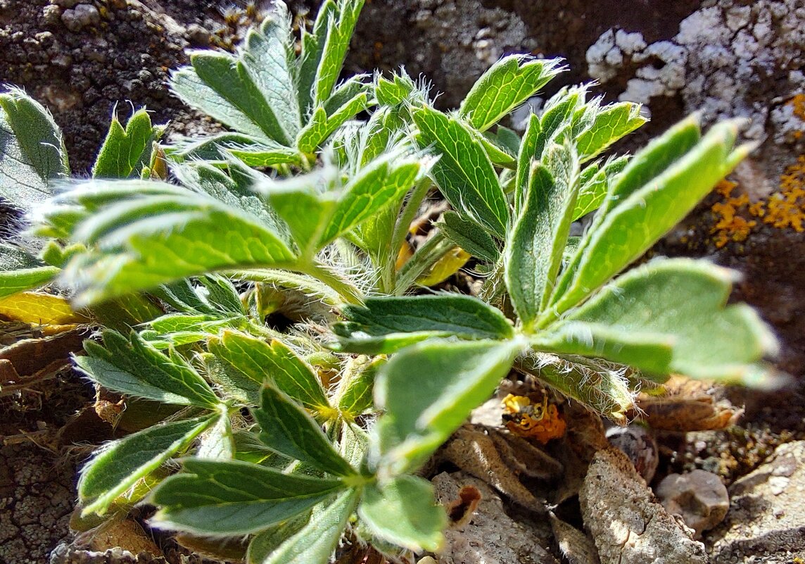 лапчатка крымская - ИРЭН@ .