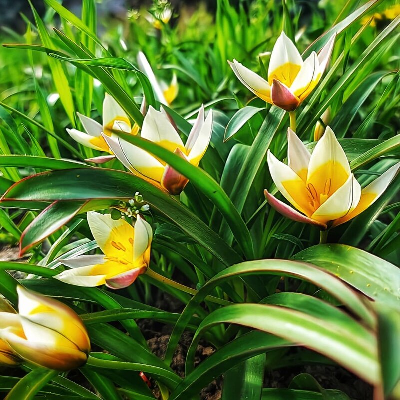 Первоцветы - Оксана Н.