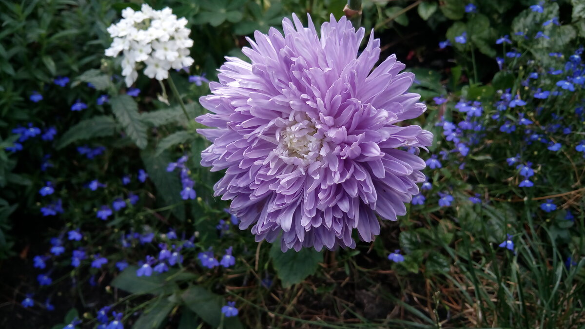 ,,, - Сергей Тимоновский ,,, - Сергей Тимоновский