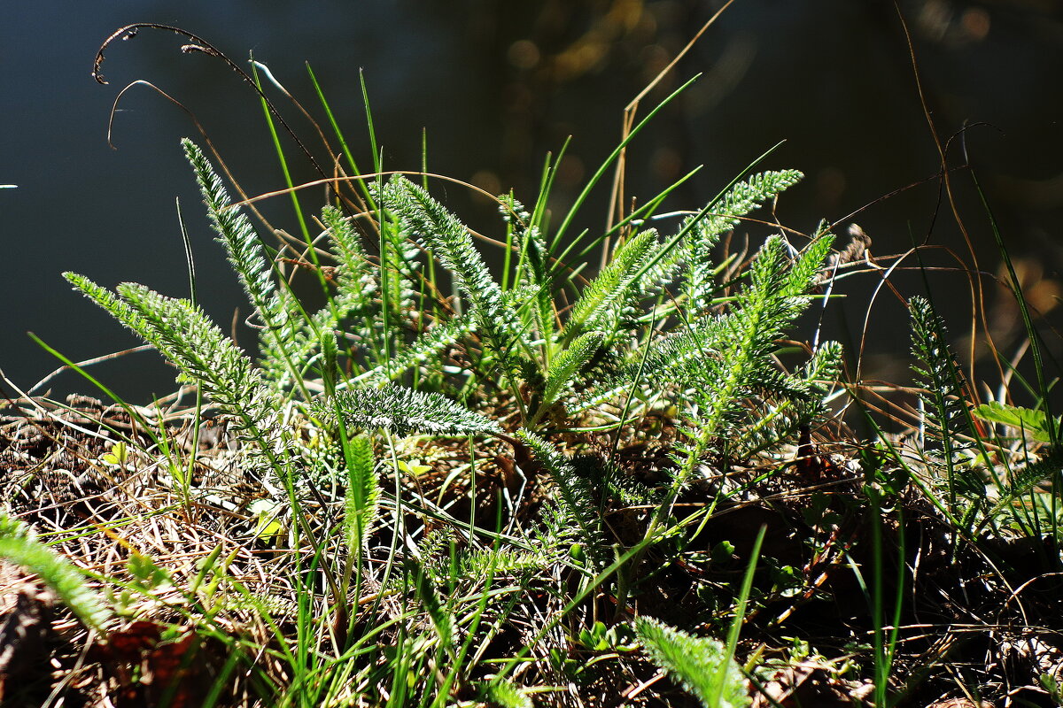 Апрель - Рита Симонова