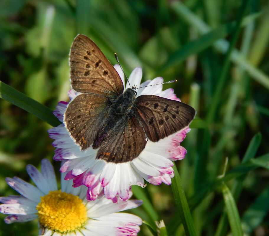 Цветочный роман - Александр Ковальчук Цветочный роман - Александр Ковальчук