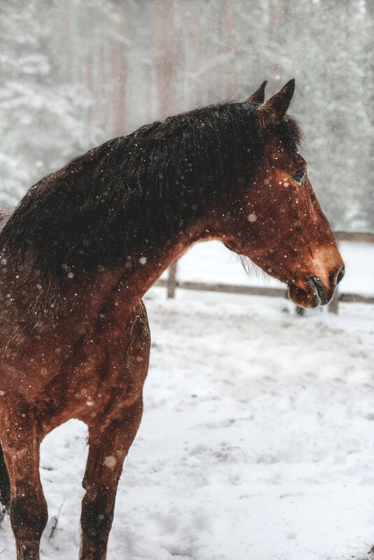 Марс - Кристина Щукина
