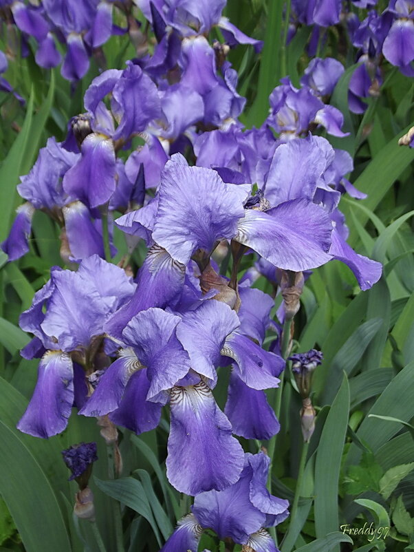 Ирисы - Freddy 97 Ирисы - Freddy 97