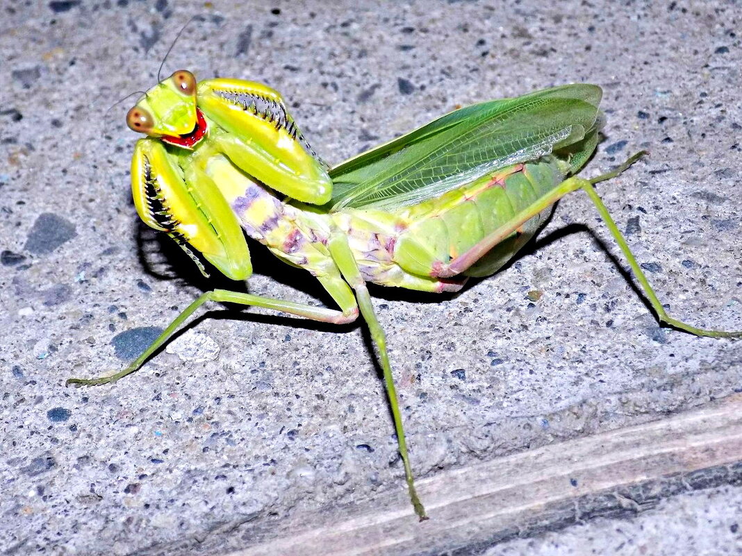 Самка древесного богомола отпугивает непрошенного гостя... - Константин Штарк