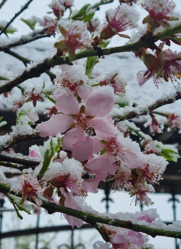 Миндаль в снегу - Наталья 