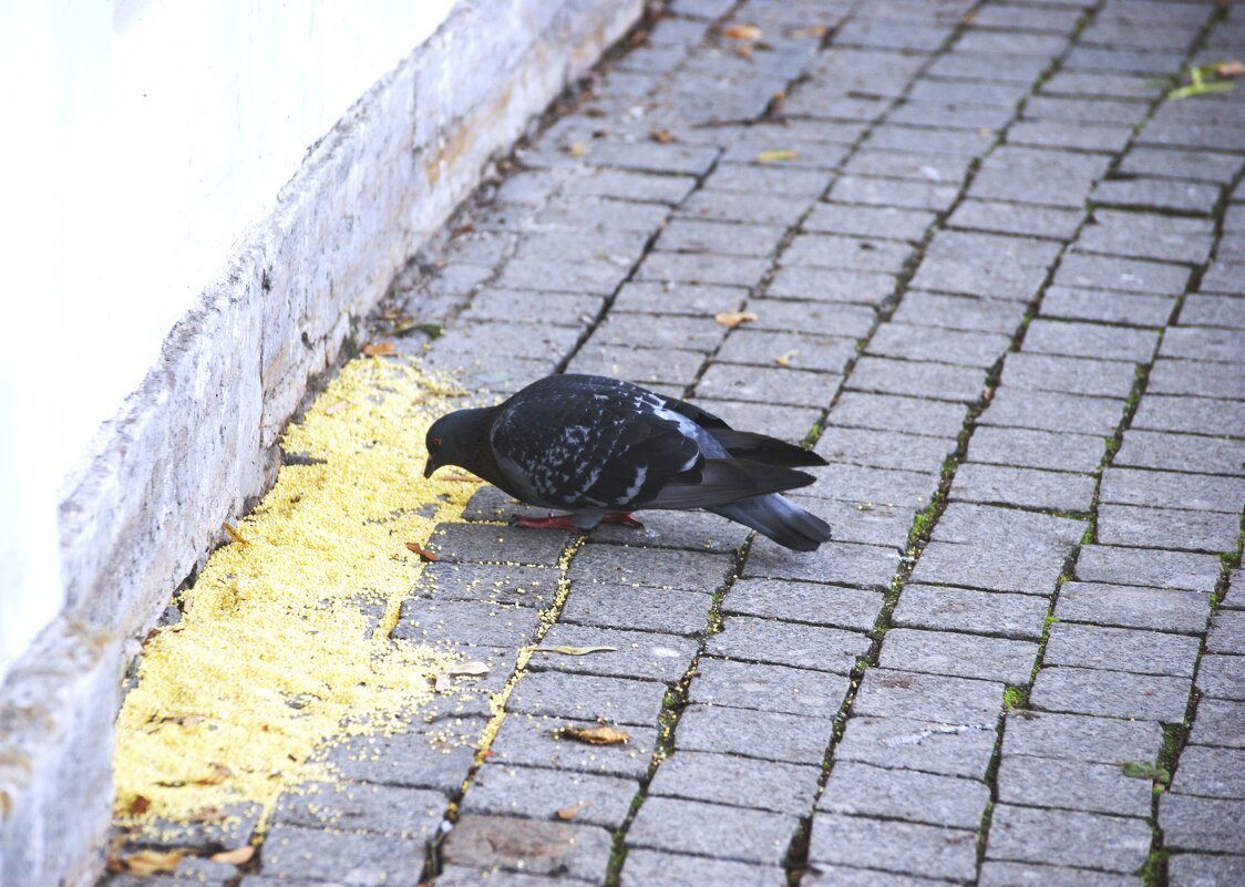 ЩЕДРОЕ УГОЩЕНИЕ - Виктор Никитенко