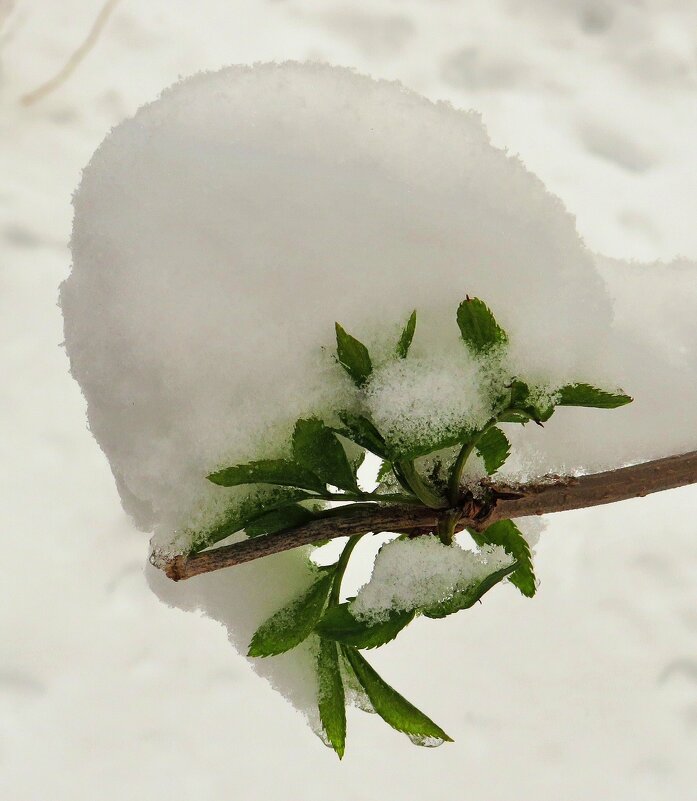 Листики под снегом - Андрей Снегерёв Листики под снегом - Андрей Снегерёв