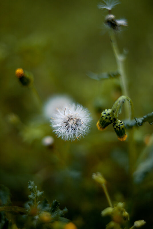 *** - Яна Горбунова