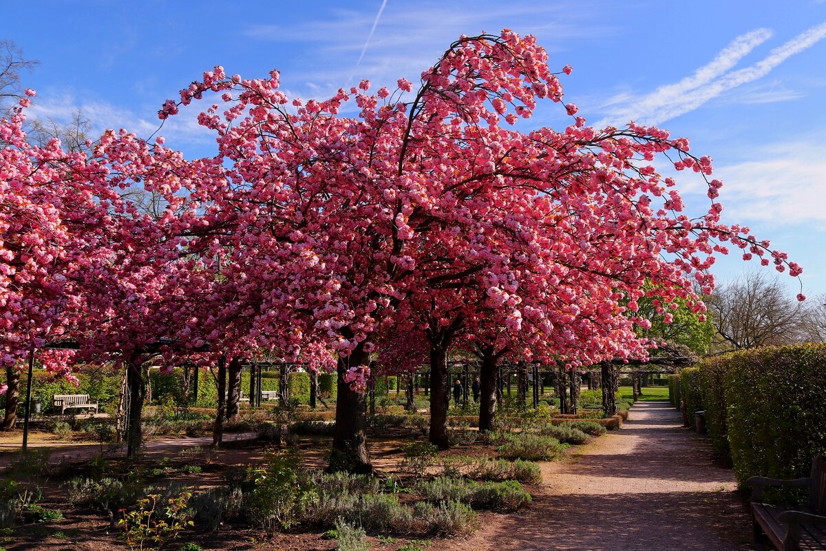 Сакура расцвела - Юрий. Шмаков