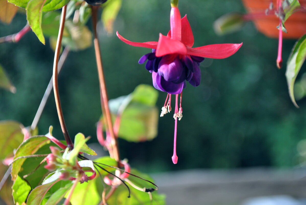 Висячие сады - AleksSPb Лесниченко Висячие сады - AleksSPb Лесниченко