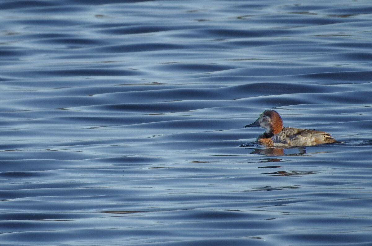 весна. - ИННА ПОРОХОВА