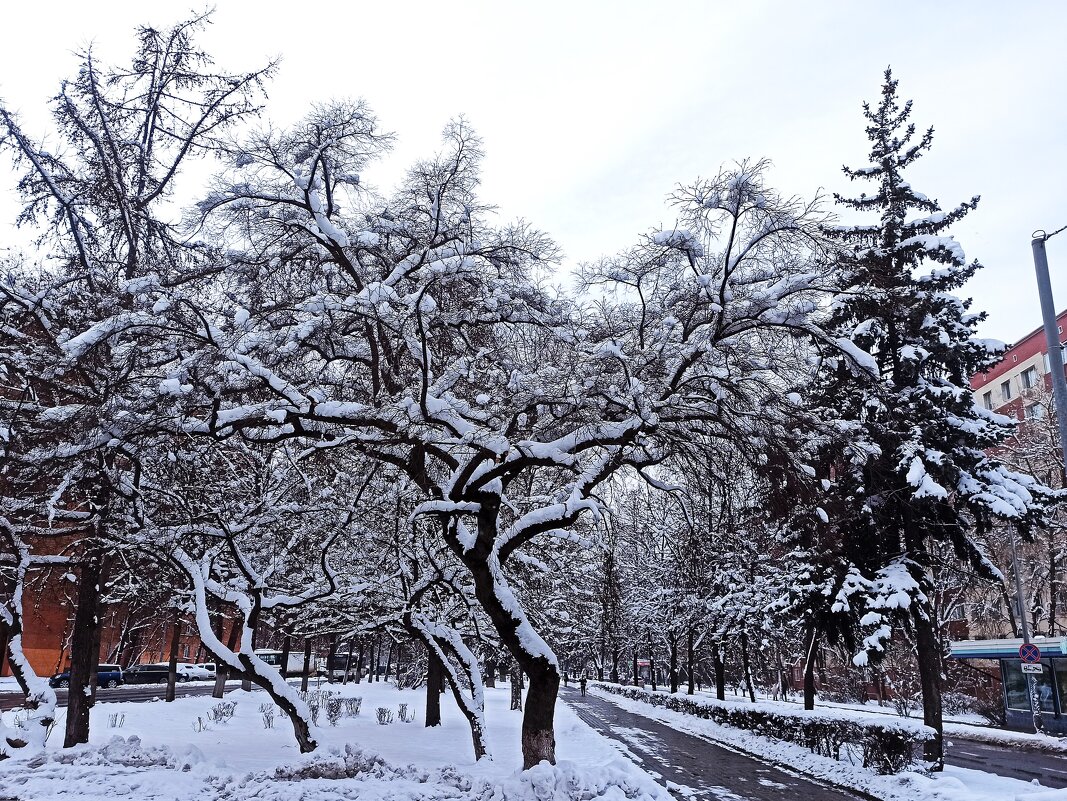 Дерево, замечательным весенним апрельским днём - svk * Дерево, замечательным весенним апрельским днём - svk *
