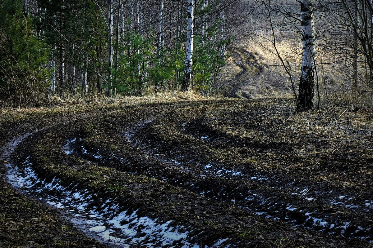 У края леса... - Владимир Шошин
