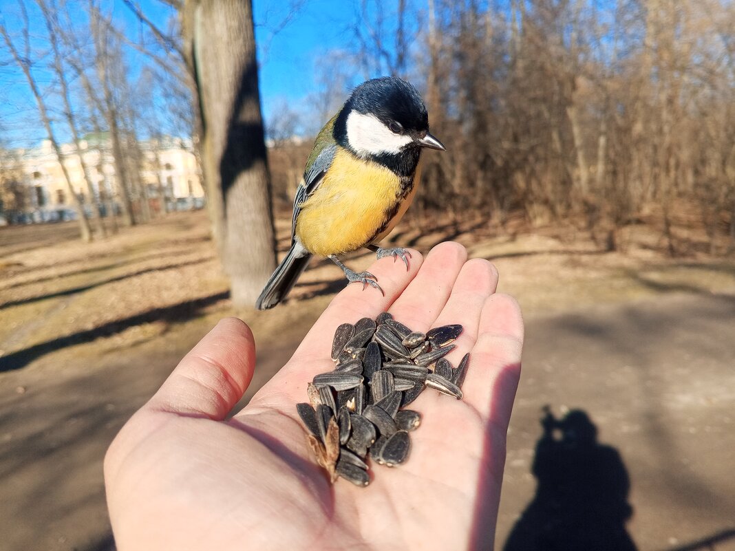 Синица - Сапсан 