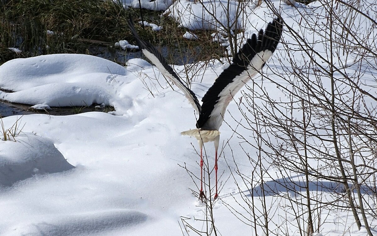 Аист улетал, но "обещал" вернуться. - Милешкин Владимир Алексеевич 