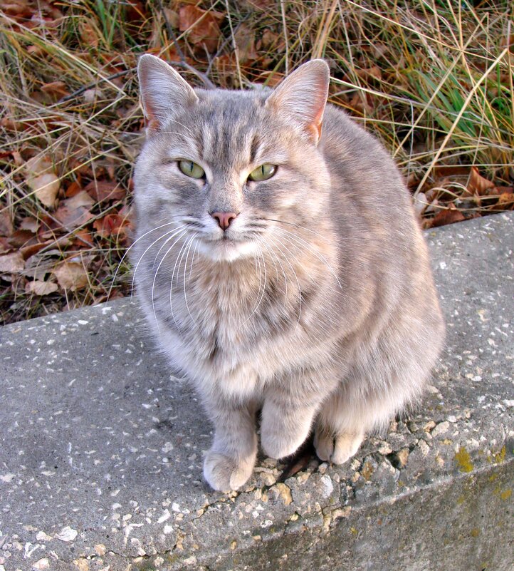 Кот гипнотизёр - Сергей М 