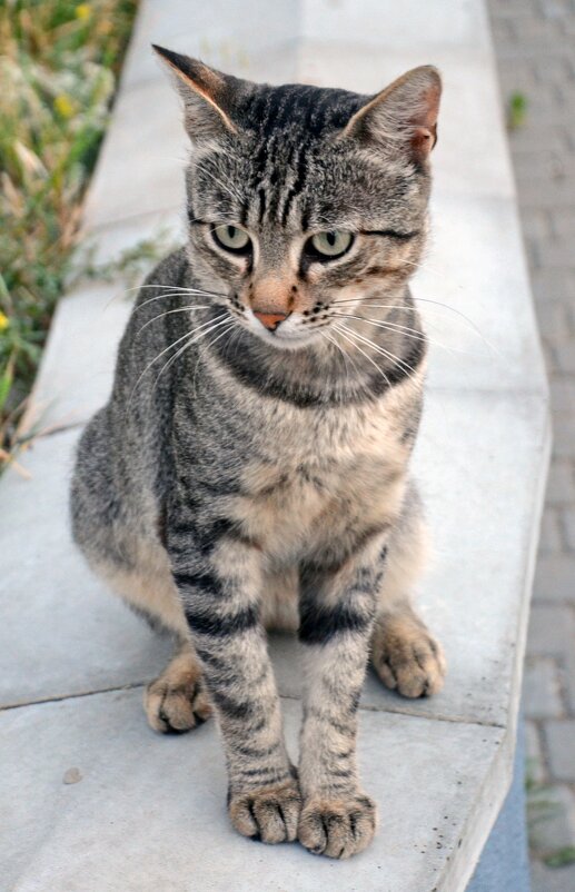 портрет любимого питомца - Сергей М портрет любимого питомца - Сергей М