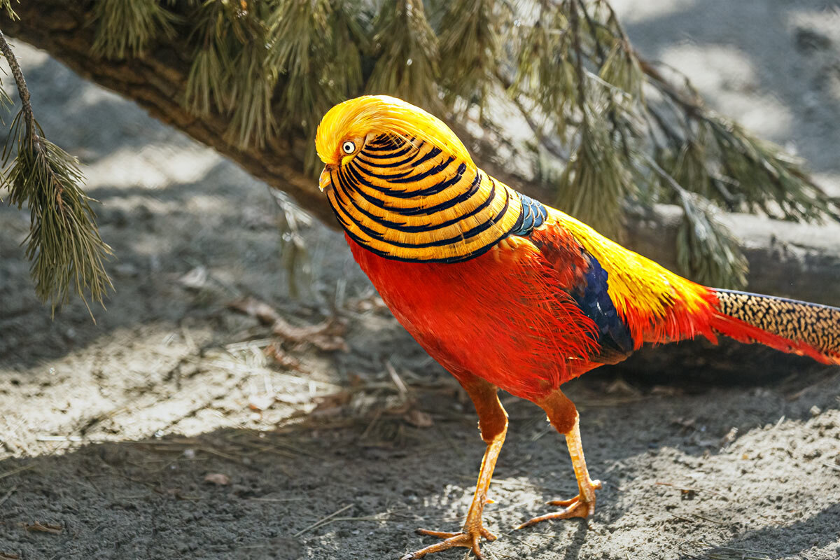 Фазан золотой - SanSan 