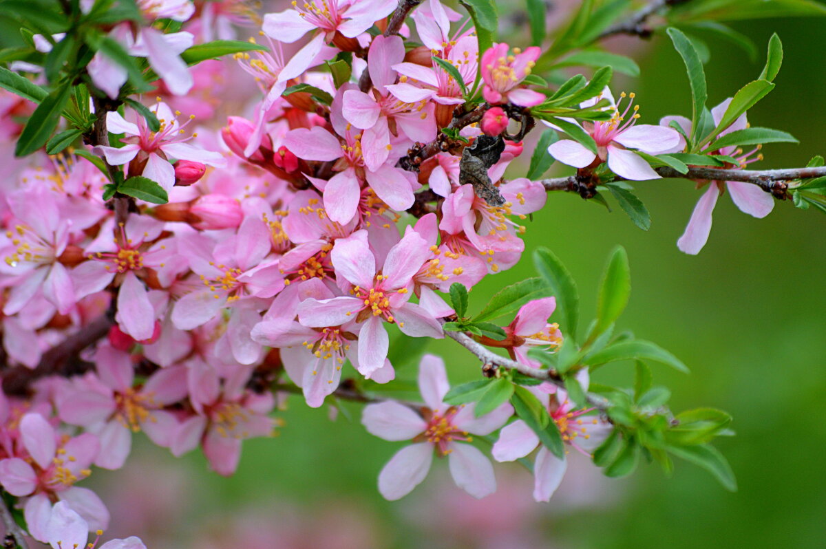 Миндаль сибирский - Татьяна Лютаева Миндаль сибирский - Татьяна Лютаева