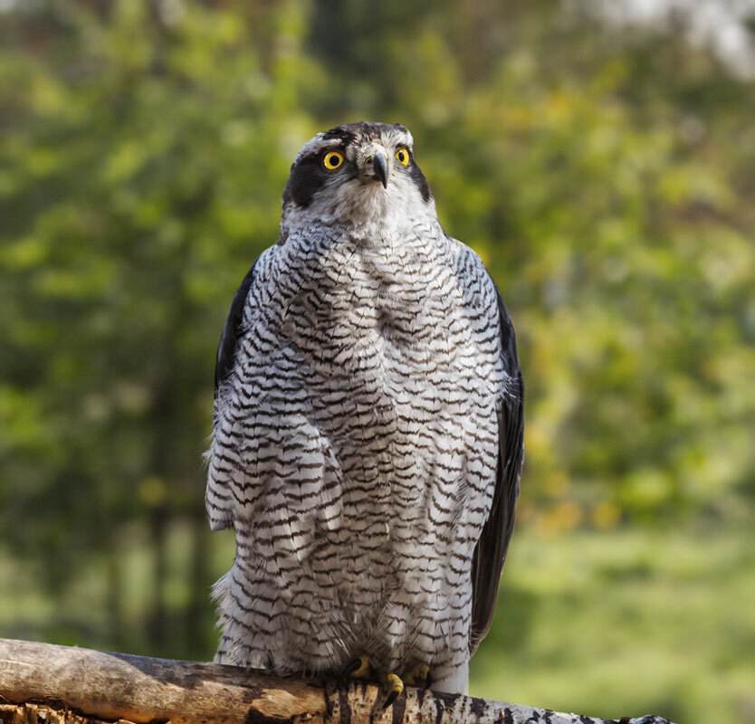 Ястреб - SanSan 