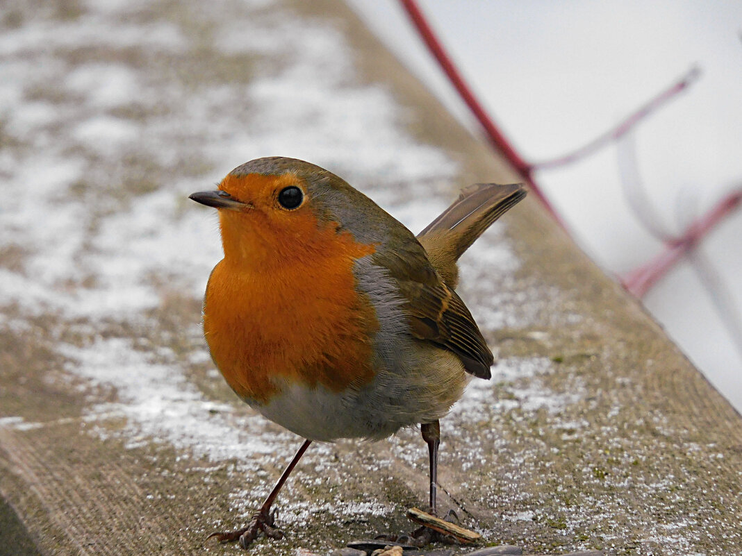 Зарянка - Лина 