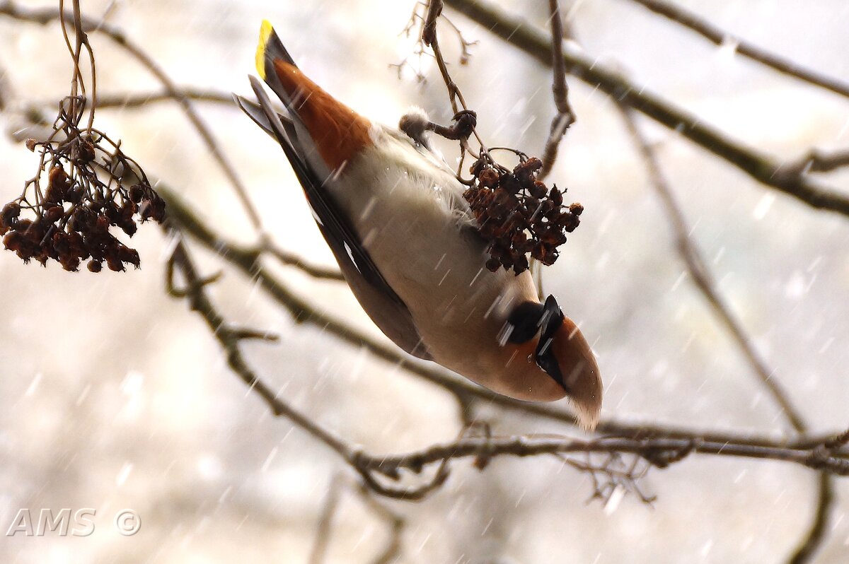 !!! - kolyeretka !!! - kolyeretka