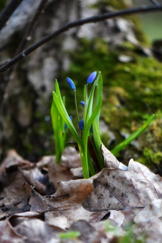 Лесная грация - Сергей 