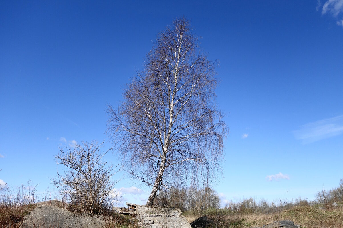 Апрельский этюд - Рита Симонова
