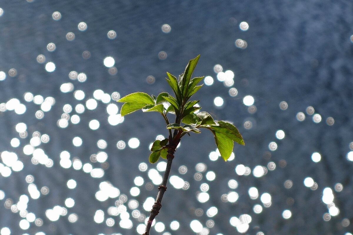 Апрельский этюд - Рита Симонова Апрельский этюд - Рита Симонова